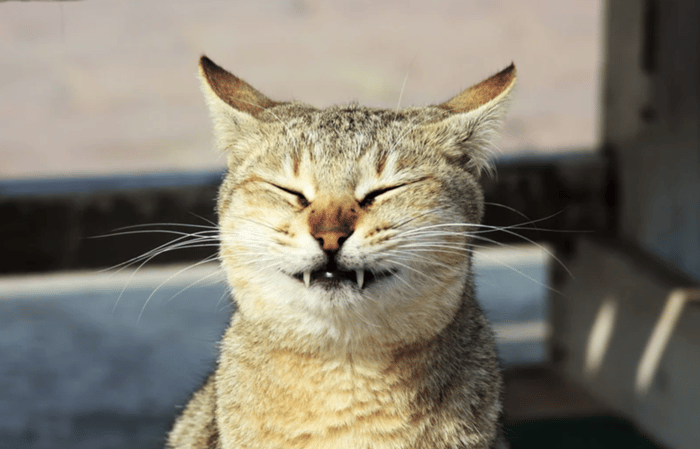 Screen Shot 2026-02-07 at 05.30.07