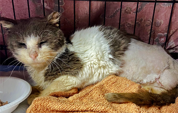 69e3d5a7-f565-c254-b5d3-5e0135e6268a