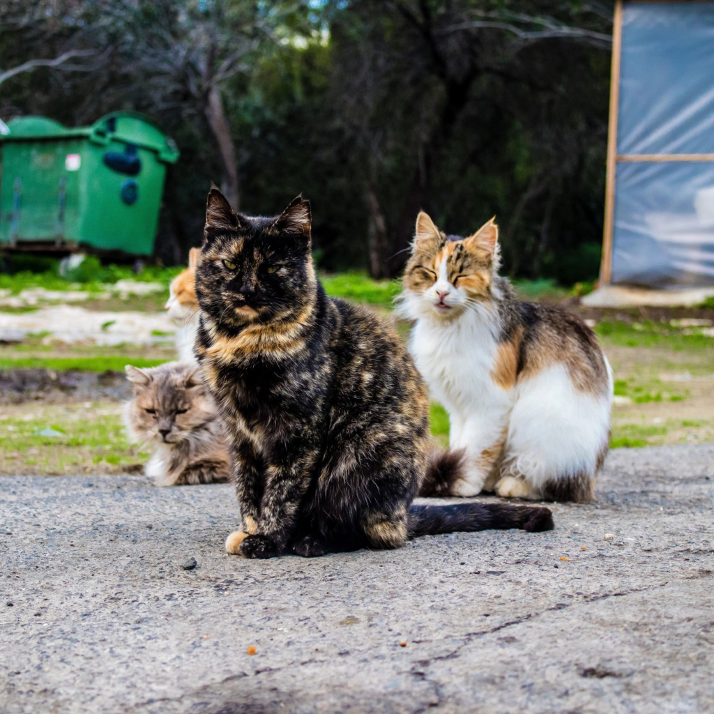 Cats-1