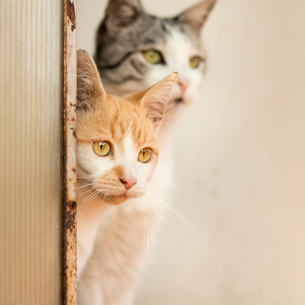 Cats-Peeking