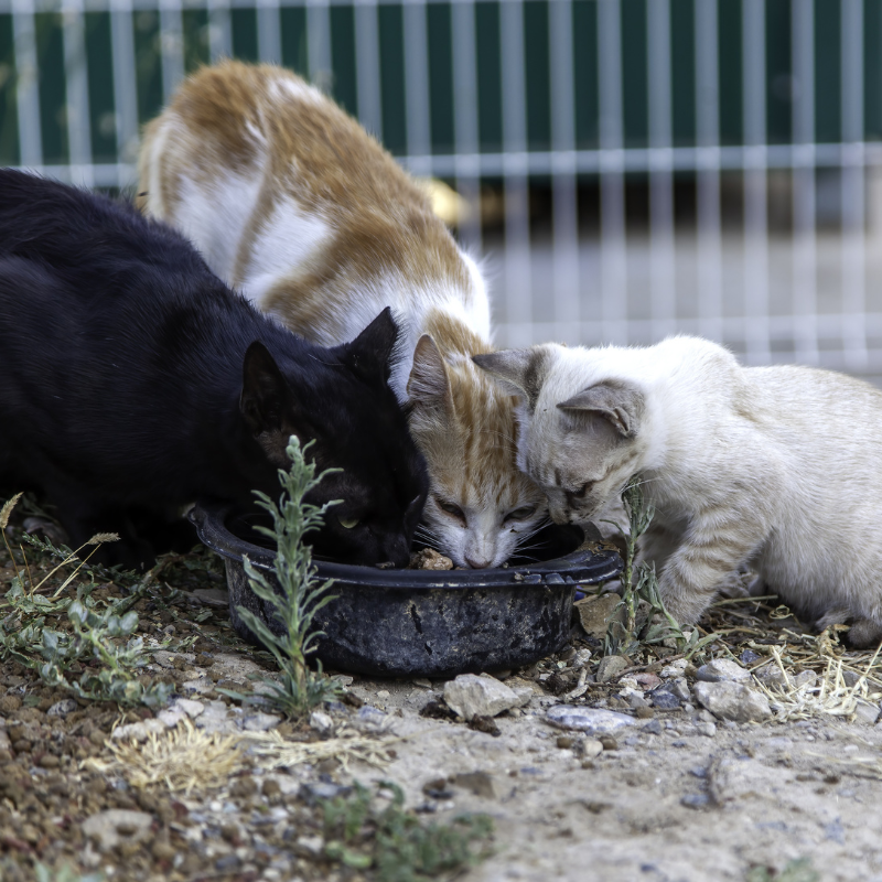 Colony-Cats-Eating-2