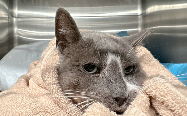 ee177cb1-1925-b521-e464-c60a8289446d